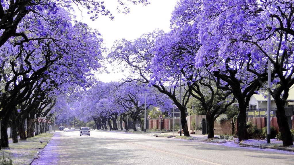Du lịch Nam Phi ngập tràn hoa phượng tím Jacarandas nở tại thành phố lãng mạn cổ kính Pretoria